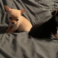 Tiny Tim, a male Chihuahua for sale in Pittsfield, IL – Photo 5 of 6