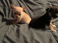 processed/a257d229-f42b-4206-aa9e-ab5ead0db248/listing/7b3f0f34-e021-4c7d-bbd9-8efd3c765dad/2525e938-6102-44a0-bc13-6322742c3008