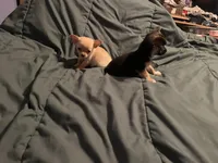 processed/a257d229-f42b-4206-aa9e-ab5ead0db248/listing/7b3f0f34-e021-4c7d-bbd9-8efd3c765dad/6dc555db-54e5-4052-accc-c01de3ad21fb