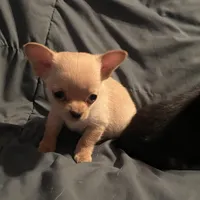 Tiny Tim, a male Chihuahua for sale in Pittsfield, IL – Photo 3 of 6