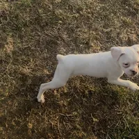 P3, a female Boxer for sale in Pittsfield, IL – Photo 8 of 8