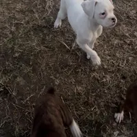 P3, a female Boxer for sale in Pittsfield, IL – Photo 5 of 8