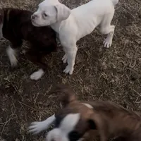 P3, a female Boxer for sale in Pittsfield, IL – Photo 2 of 8