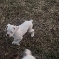 P3, a female Boxer for sale in Pittsfield, IL – Photo 4 of 8