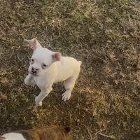 P3, a female Boxer for sale in Pittsfield, IL – Photo 1 of 8