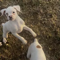 P3, a female Boxer for sale in Pittsfield, IL – Photo 7 of 8