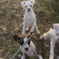 P3, a female Boxer for sale in Pittsfield, IL – Photo 3 of 8