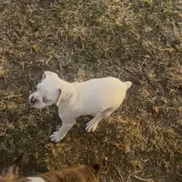 P3, a female Boxer for sale in Pittsfield, IL – Photo 6 of 8