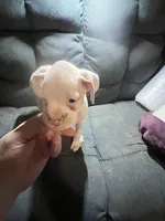 processed/a257d229-f42b-4206-aa9e-ab5ead0db248/listing/d47018ca-8232-45c5-8eb1-d0a8017beafe/6feb694f-ca02-4abb-bf07-9ceff04f33ab