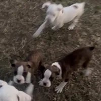 Spot, a male Boxer for sale in Pittsfield, IL – Photo 2 of 8