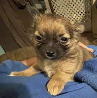 Simba, a male Chihuahua for sale in Pittsfield, IL – Photo 5 of 10