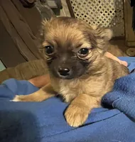 Simba, a male Chihuahua for sale in Pittsfield, IL – Photo 6 of 10