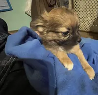 Simba, a male Chihuahua for sale in Pittsfield, IL – Photo 8 of 10