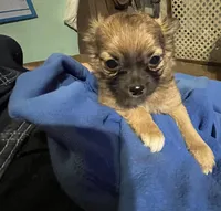 Simba, a male Chihuahua for sale in Pittsfield, IL – Photo 10 of 10