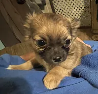 Simba, a male Chihuahua for sale in Pittsfield, IL – Photo 1 of 10