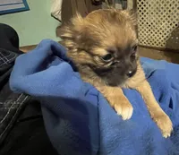 Simba, a male Chihuahua for sale in Pittsfield, IL – Photo 9 of 10