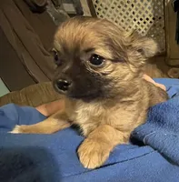 Simba, a male Chihuahua for sale in Pittsfield, IL – Photo 4 of 10