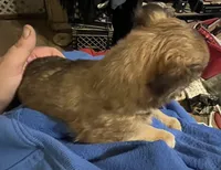 Simba, a male Chihuahua for sale in Pittsfield, IL – Photo 2 of 10