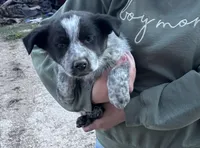 Boy 1, a male Australian Cattle Dog and Australian Shepherd for sale in Waupun, WI – Photo 3 of 4