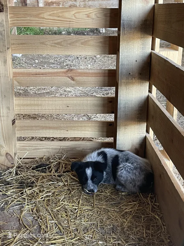 Boy 1 – Australian Cattle Dog, Australian Shepherd puppy for sale in Waupun, WI