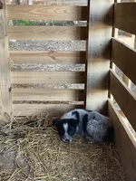 Boy 1, a male Australian Cattle Dog and Australian Shepherd for sale in Waupun, WI – Photo 1 of 4
