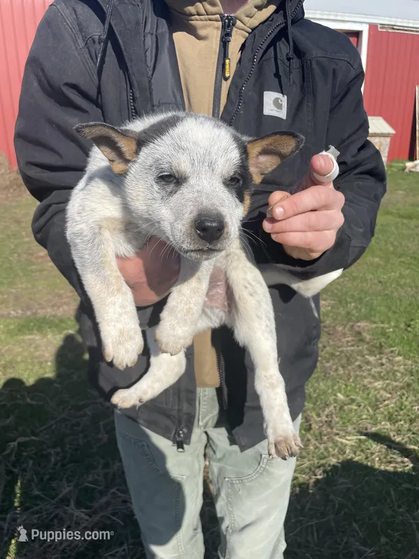 Boy 2  – Australian Cattle Dog, Australian Shepherd puppy for sale in Waupun, WI