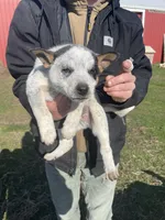 Boy 2 , a male Australian Cattle Dog and Australian Shepherd for sale in Waupun, WI – Photo 1 of 4