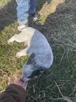 Boy 2 , a male Australian Cattle Dog and Australian Shepherd for sale in Waupun, WI – Photo 2 of 4