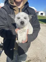 Girl 1, a female Australian Cattle Dog and Australian Shepherd for sale in Waupun, WI – Photo 1 of 4