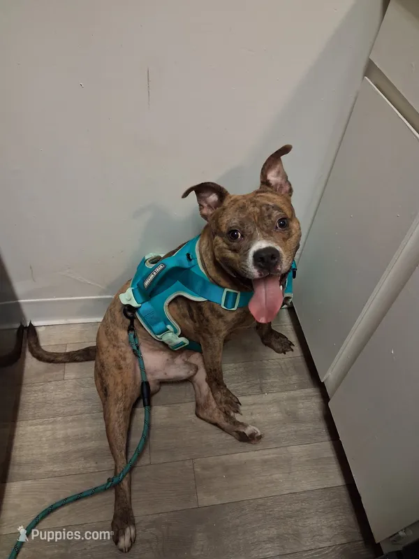 Rico – American Staffordshire Terrier puppy for sale in Columbia, SC