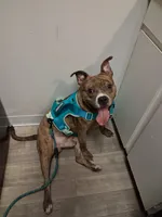 Rico, a male American Staffordshire Terrier for sale in Columbia, SC – 1 of 5