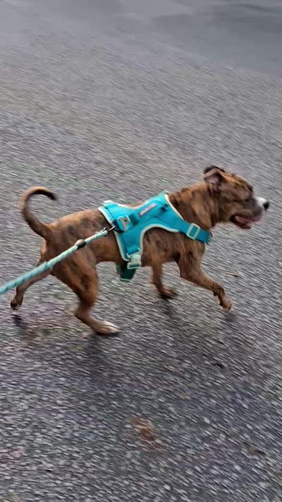 Rico, a male American Staffordshire Terrier for sale in Columbia, SC – 4 of 5