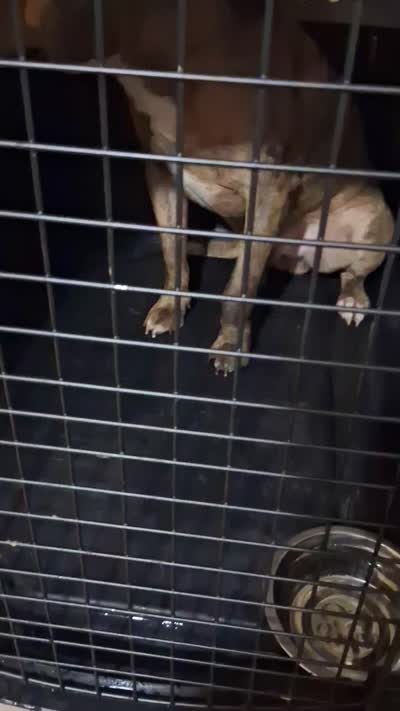 Rico, a male American Staffordshire Terrier for sale in Columbia, SC – 5 of 5