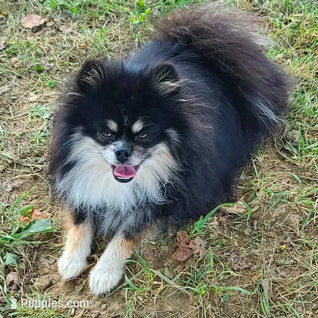 Gucci, a male Pomeranian for sale in Coral Springs, FL – Photo 2 of 2