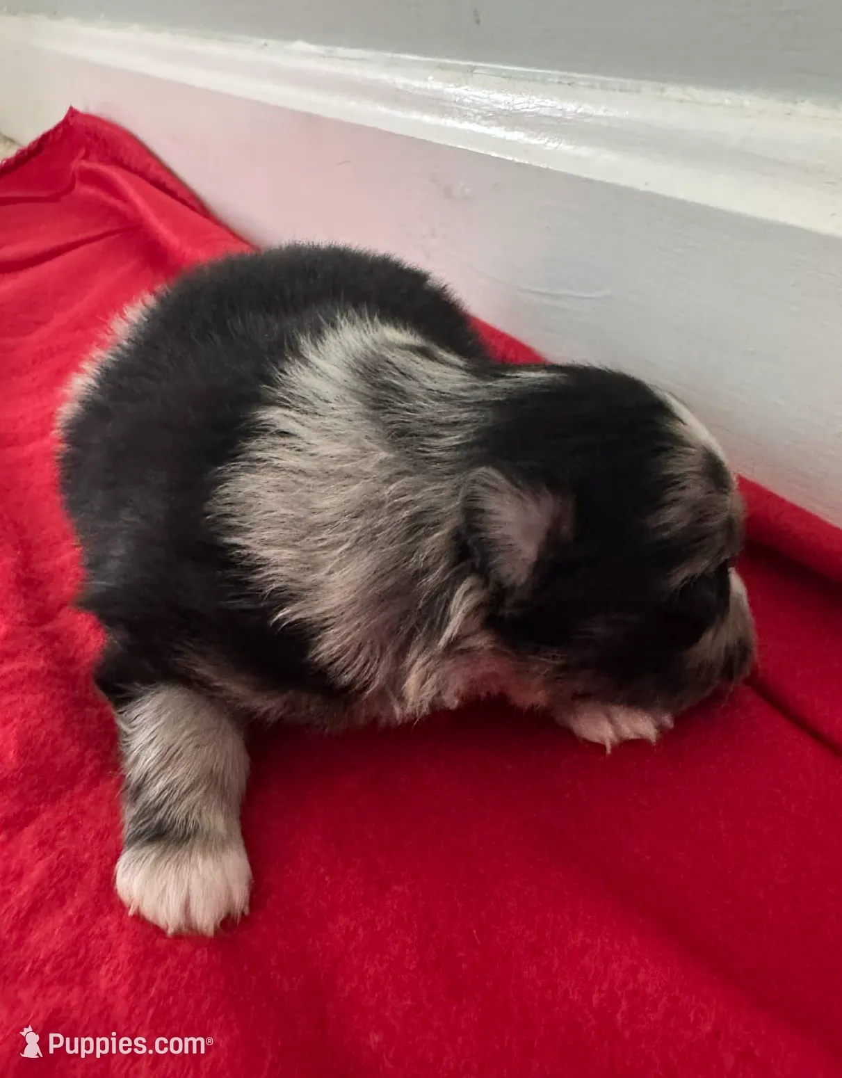 Blue Merle Boy 1, a male Pomeranian for sale in Coral Springs, FL – Photo 4 of 9