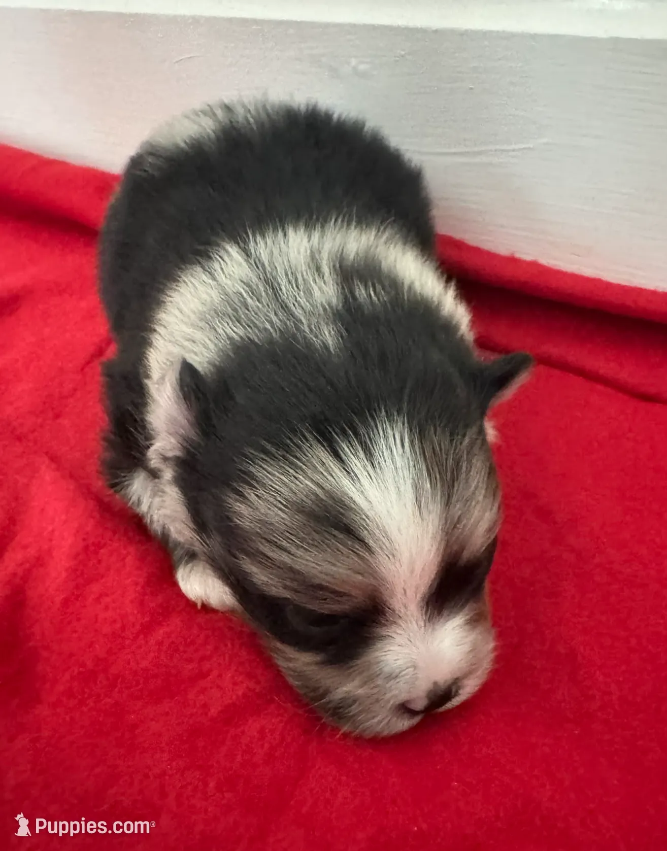 Blue Merle Boy 1, a male Pomeranian for sale in Coral Springs, FL – Photo 5 of 9