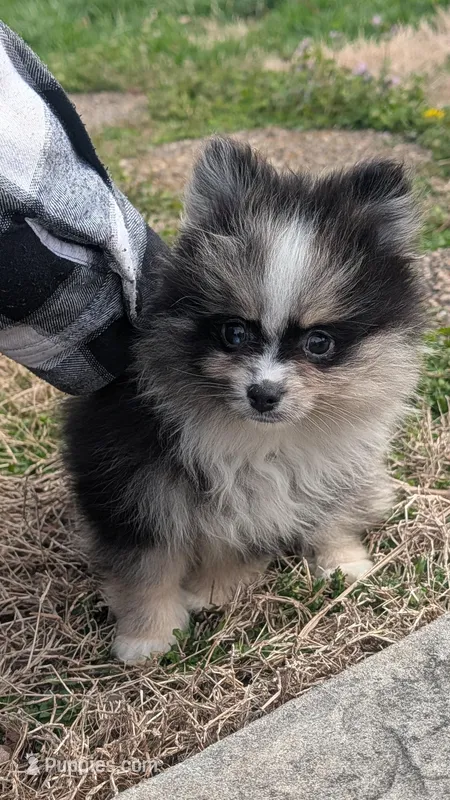 Blue Merle Boy 1 – Pomeranian puppy for sale in Coral Springs, FL