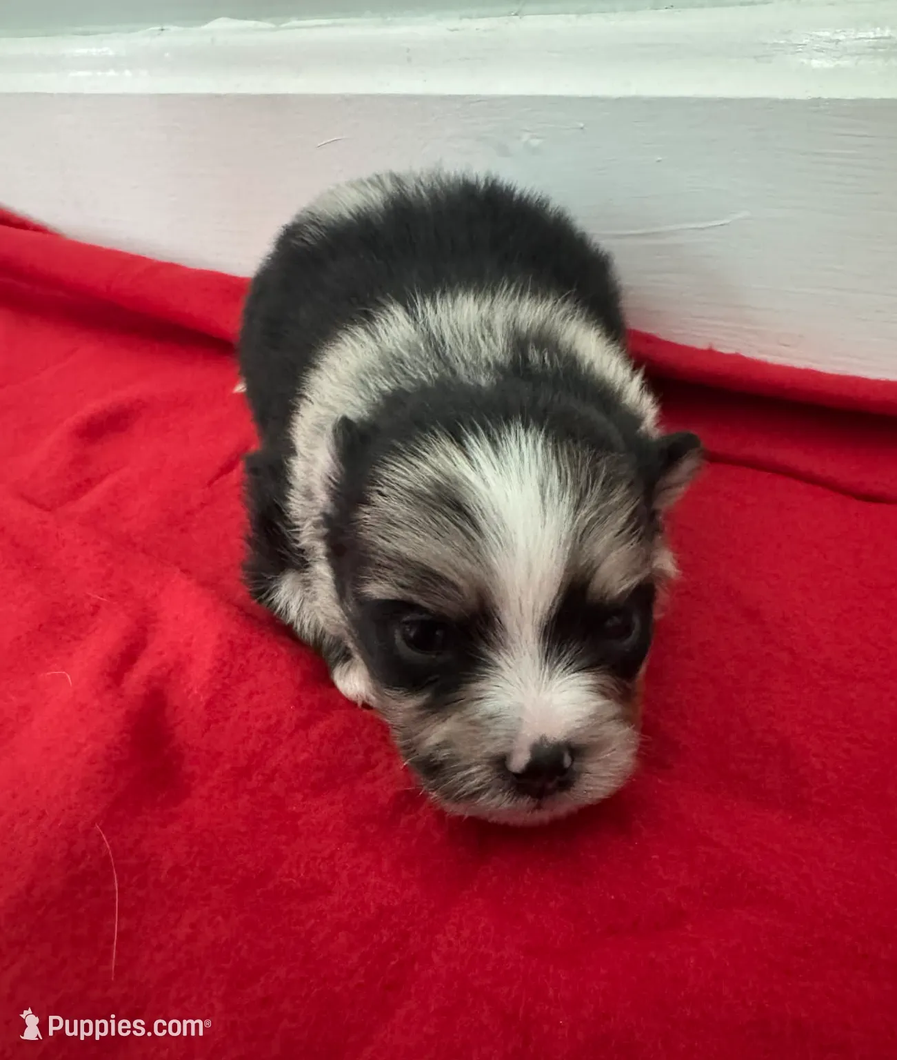 Blue Merle Boy 1, a male Pomeranian for sale in Coral Springs, FL – Photo 6 of 9