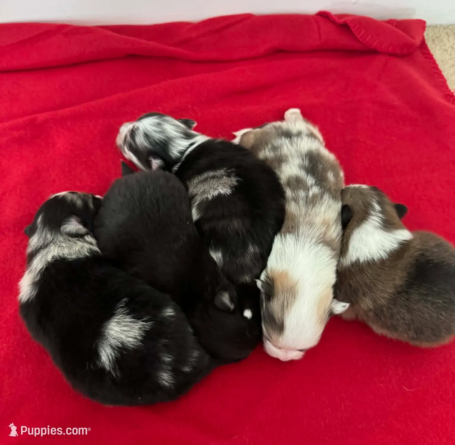 Blue Merle Boy 1, a male Pomeranian for sale in Coral Springs, FL – Photo 7 of 9