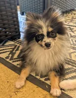 Blue Merle Boy 1, a male Pomeranian for sale in Coral Springs, FL – 5 of 8
