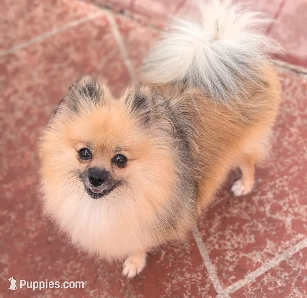 Blue Merle Boy 1, a male Pomeranian for sale in Coral Springs, FL – Photo 8 of 9