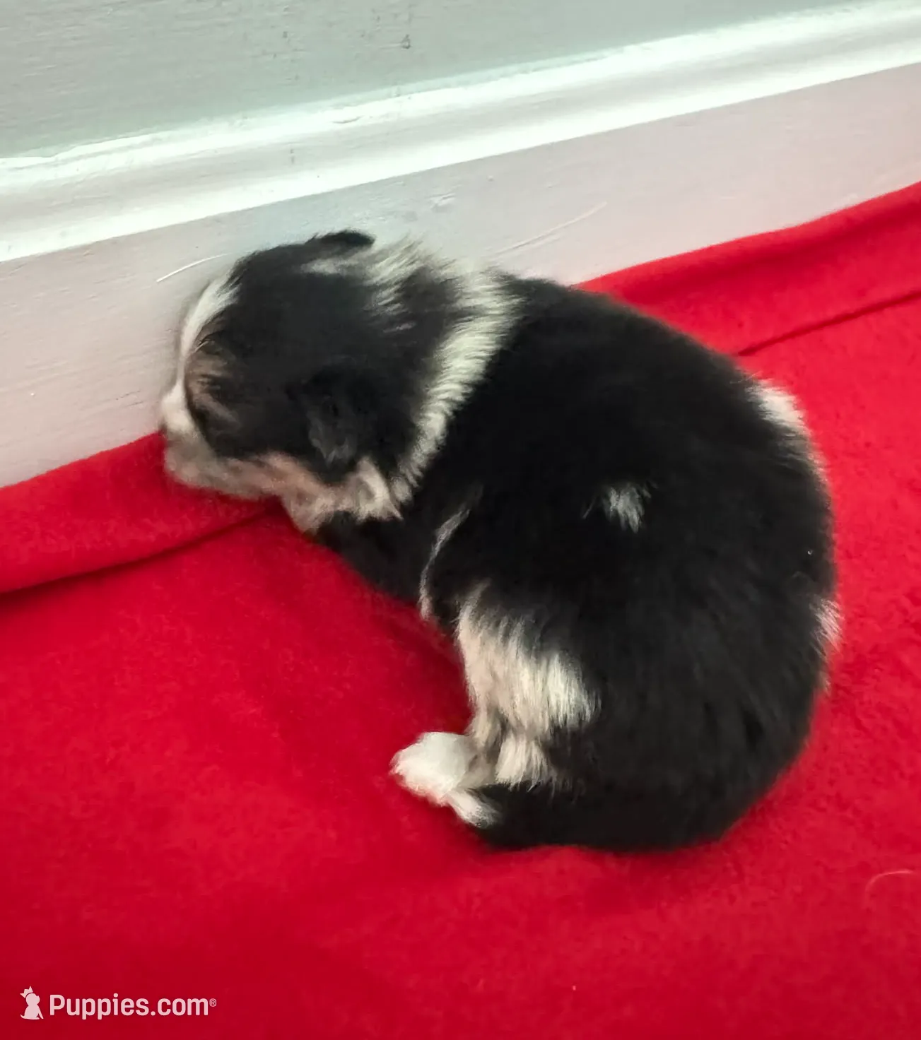 Blue Merle Boy 1, a male Pomeranian for sale in Coral Springs, FL – Photo 3 of 9