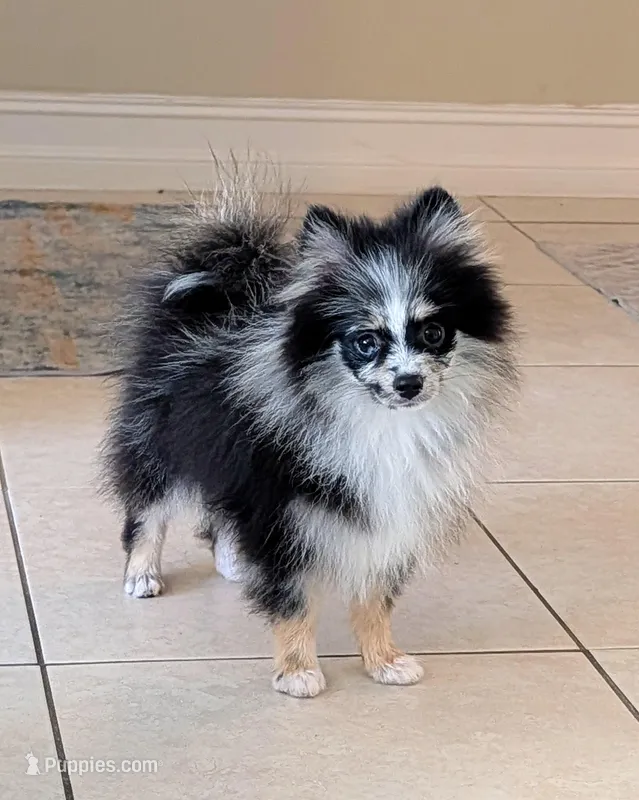 Blue Merle Boy 1 – Pomeranian puppy for sale in Coral Springs, FL