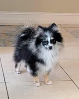 Blue Merle Boy 1, a male Pomeranian for sale in Coral Springs, FL – 1 of 8