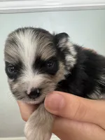 Blue Merle Boy 1, a male Pomeranian for sale in Coral Springs, FL – Photo 2 of 9