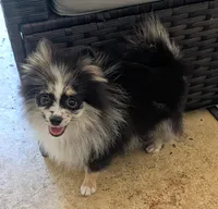 Blue Merle Boy 1, a male Pomeranian for sale in Coral Springs, FL – 6 of 8