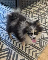 Blue Merle Boy 1, a male Pomeranian for sale in Coral Springs, FL – 4 of 8