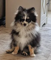 Blue Merle Boy 1, a male Pomeranian for sale in Coral Springs, FL – 3 of 8