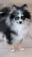 Blue Merle Boy 1, a male Pomeranian for sale in Coral Springs, FL – 2 of 8