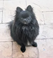Blue Merle Parti, a male Pomeranian for sale in Coral Springs, FL – 9 of 10